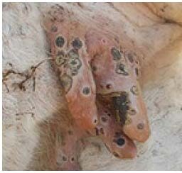 Dermatose Nodulaire Contagieuse (DNC) en Espagne