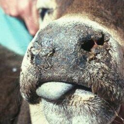 FCO et fertilité des taureaux