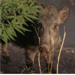 Peste Porcine Africaine,   2 cas en Espagne à 94km de la France.