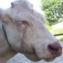 FCO, MHE :  Performances de reproduction