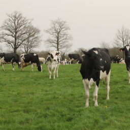 Couvrir les besoins en eau des bovins laitiers