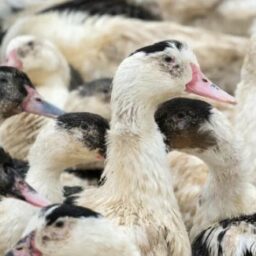 Influenza Aviaire : La situation semble se stabiliser