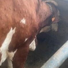 DNC - Communiqué de Presse du Ministère de l'Agriculture