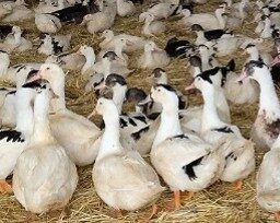 Influenza Aviaire : un nouveau foyer sur la commune de Challans